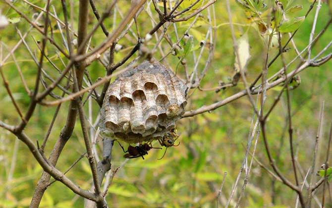 被馬蜂蟄了多久會死亡?未必會死亡,但馬蜂蟄人致死也常有發生! 馬蜂