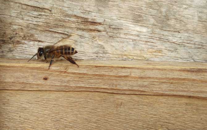 空蜂箱怎么引來蜜蜂?搞清楚這5個關鍵點,野生蜜蜂一群一群的來! 誘蜂