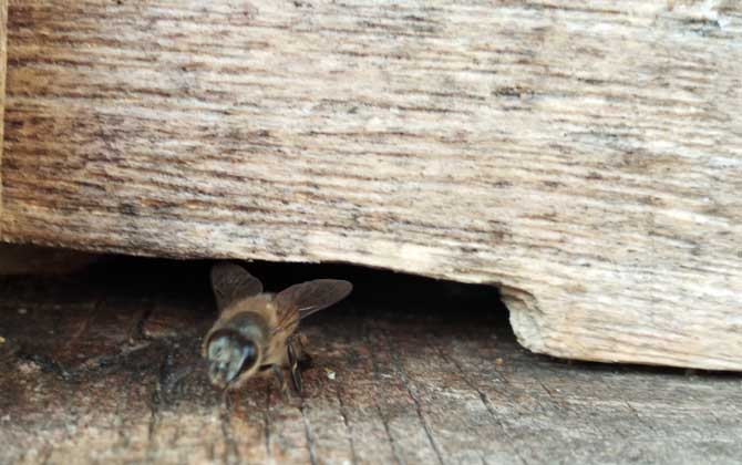 空蜂箱怎么引來蜜蜂?搞清楚這5個關鍵點,野生蜜蜂一群一群的來! 誘蜂