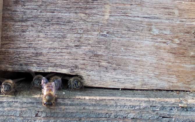 空蜂箱怎么引來蜜蜂?搞清楚這5個關鍵點,野生蜜蜂一群一群的來! 誘蜂