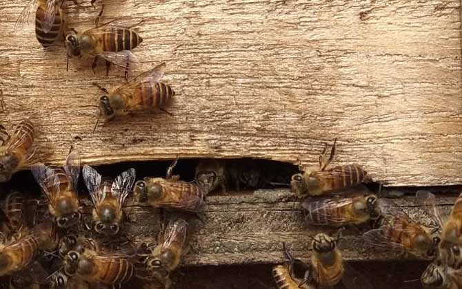 空蜂箱怎么引來蜜蜂?搞清楚這5個關鍵點,野生蜜蜂一群一群的來! 誘蜂