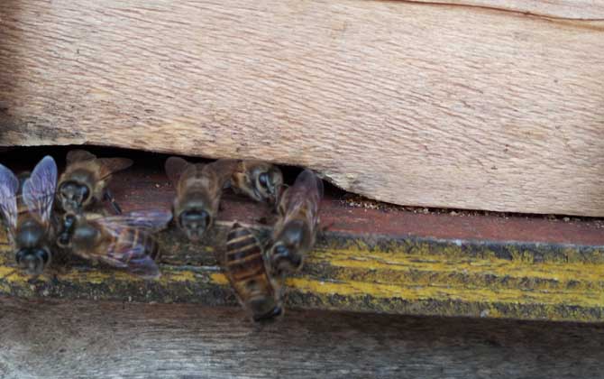 空蜂箱怎么引來蜜蜂?搞清楚這5個關鍵點,野生蜜蜂一群一群的來! 誘蜂