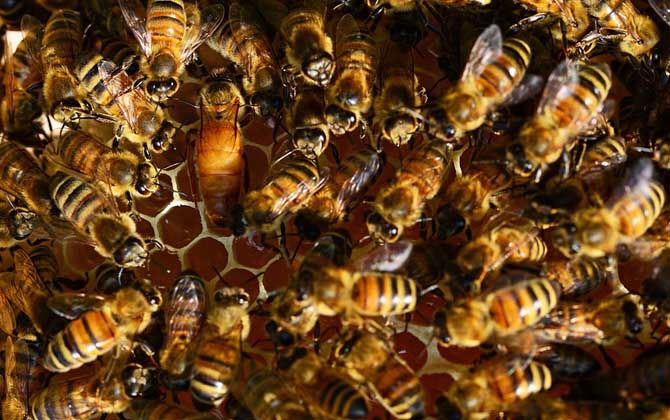 工蜂產卵怎么處理?必須先處理產卵工蜂,然后再介入一只新蜂王! 工蜂