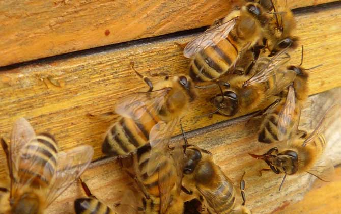 工蜂產卵怎么處理?必須先處理產卵工蜂,然后再介入一只新蜂王! 工蜂