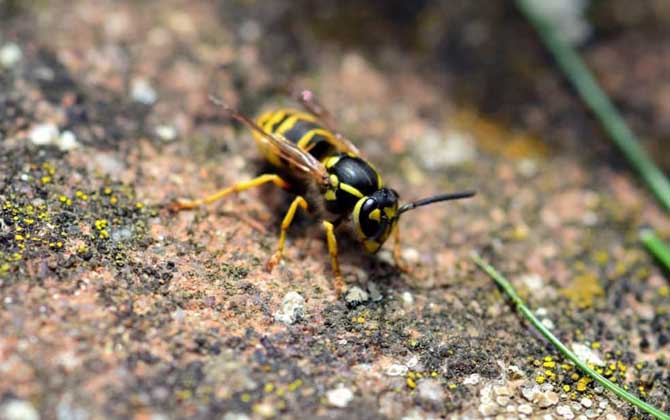 被馬蜂蟄了怎么處理?教你幾個小妙招,這樣處理能快速消腫止痛! 馬蜂