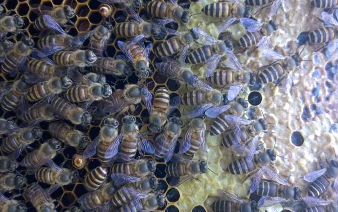 蜜蜂養(yǎng)殖技術(shù)有哪些?學(xué)會這些養(yǎng)蜂技術(shù),蜜蜂養(yǎng)殖才能得心應(yīng)手! 蜜蜂養(yǎng)殖