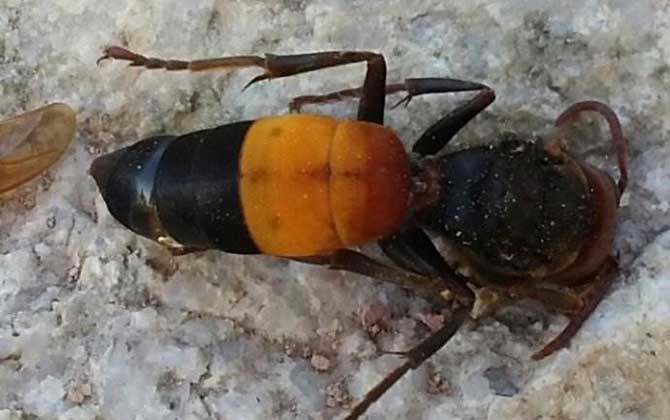 世界上最毒的蜂排名,尤其是前三種蜂,經常有蜇人致死的報道! 黃腰胡蜂