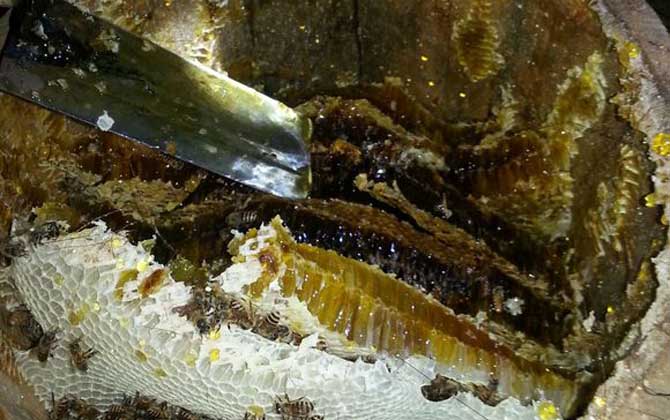 土蜂蜜價(jià)格多少錢一斤?比普通蜂蜜貴得多,基本都在100元以上! 土蜂蜜