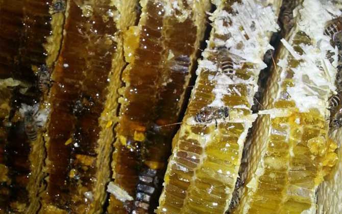 土蜂蜜價(jià)格多少錢一斤?比普通蜂蜜貴得多,基本都在100元以上! 土蜂蜜