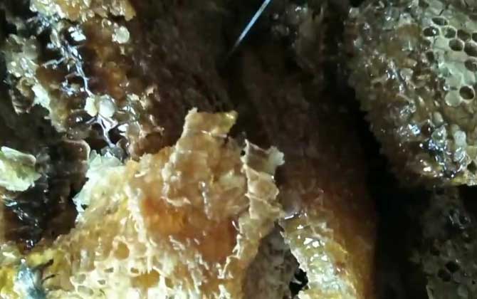 土蜂蜜的作用與功效有哪些?經(jīng)常喝土蜂蜜,這7個(gè)好處跑不了! 土蜂蜜