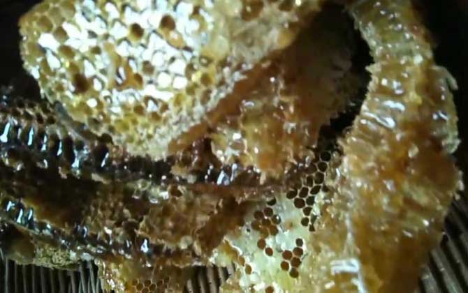 土蜂蜜的作用與功效有哪些?經(jīng)常喝土蜂蜜,這7個(gè)好處跑不了! 土蜂蜜