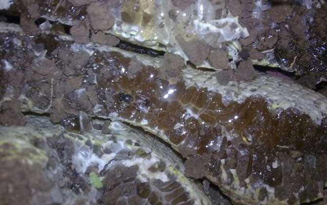 土蜂蜜的作用與功效有哪些?經(jīng)常喝土蜂蜜,這7個(gè)好處跑不了! 土蜂蜜