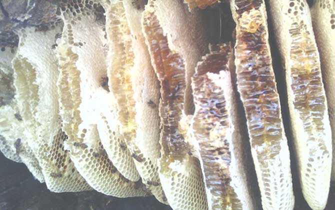 土蜂蜜的作用與功效有哪些?經(jīng)常喝土蜂蜜,這7個(gè)好處跑不了! 土蜂蜜