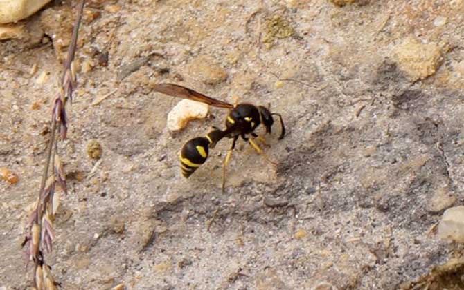 被馬蜂蟄了怎么辦?怎么消腫?切勿掉以輕心,嚴(yán)重時(shí)會(huì)危及生命! 馬蜂