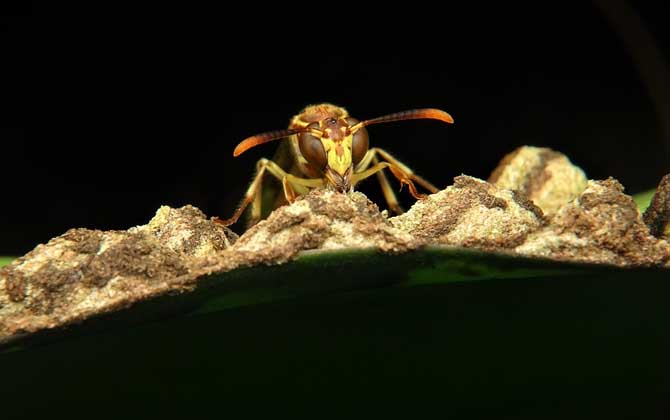 被馬蜂蟄了怎么辦?怎么消腫?切勿掉以輕心,嚴(yán)重時(shí)會(huì)危及生命! 馬蜂