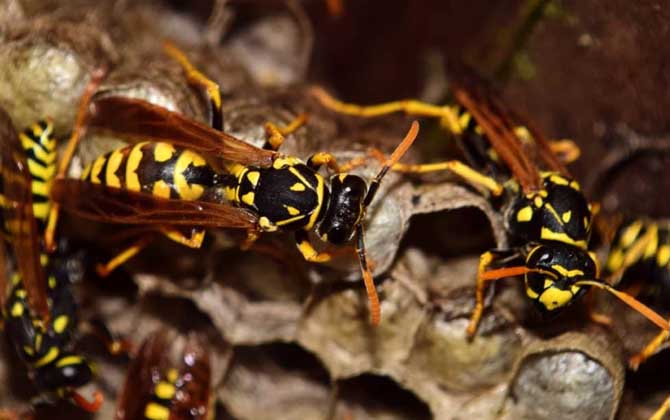 家里有馬蜂窩的預兆是什么?無關禍福,只能說家里適合馬蜂筑巢! 馬蜂