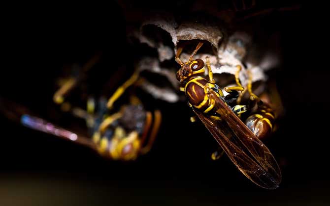 家里有馬蜂窩的預兆是什么?無關禍福,只能說家里適合馬蜂筑巢! 馬蜂