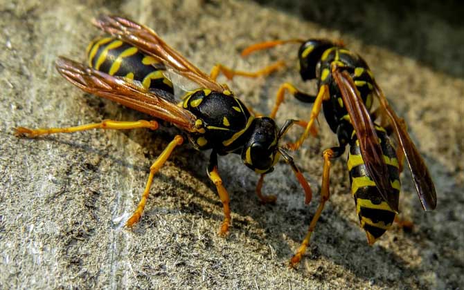 家里有馬蜂窩的預兆是什么?無關禍福,只能說家里適合馬蜂筑巢! 馬蜂