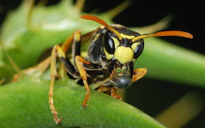 家里有馬蜂窩的預兆是什么?無關禍福,只能說家里適合馬蜂筑巢! 馬蜂