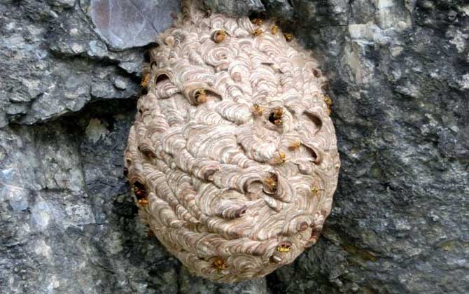 馬蜂蟄后會自己消腫嗎?小型馬蜂能自愈,大型馬蜂可能危及生命! 馬蜂