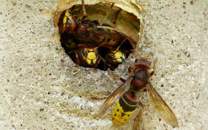 馬蜂蟄了幾個(gè)小時(shí)算安全?至少觀察24小時(shí),無(wú)異常基本就安全了! 馬蜂