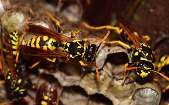 馬蜂蟄了幾個(gè)小時(shí)算安全?至少觀察24小時(shí),無(wú)異常基本就安全了! 馬蜂