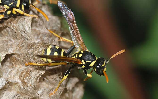 馬蜂蟄了怎么消腫止痛?先用食醋沖洗被蟄處,然后再涂抹些藥物! 馬蜂