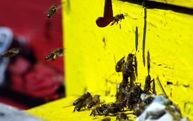 養蜂人一年收入怎么樣?純粹是靠天吃飯,年景不好甚至顆粒無收! 養蜂
