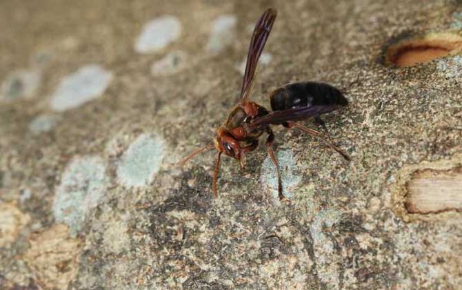 牛角蜂蟄了會(huì)不會(huì)死人?輕者被蟄處疼痛難忍,嚴(yán)重時(shí)可致人死亡! 牛角蜂