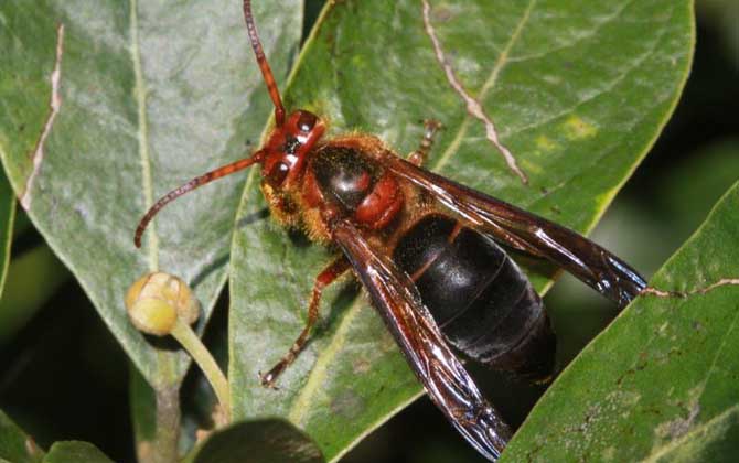 牛角蜂蟄了幾天消腫?輕者3~5天消腫,嚴重時可能有生命危險! 牛角蜂