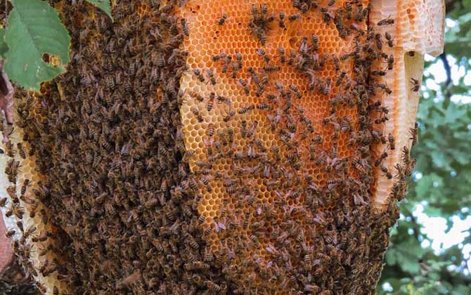 養(yǎng)蜂技術(shù)有哪些?掌握這10種養(yǎng)蜂技術(shù),養(yǎng)蜂時(shí)方能做到得心應(yīng)手! 養(yǎng)蜂