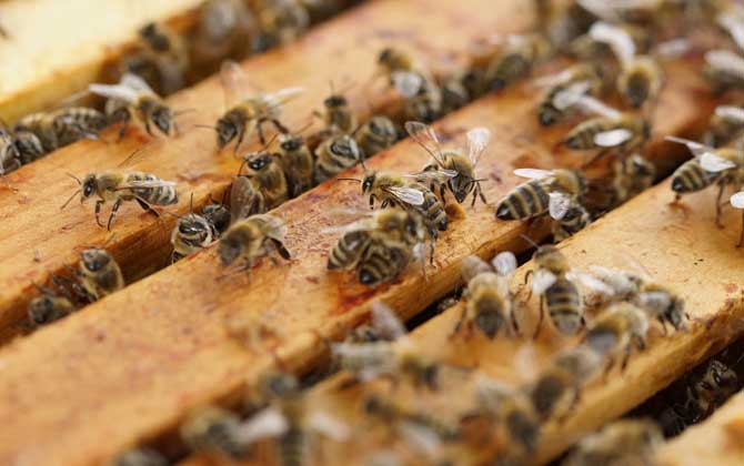 養(yǎng)蜂技術(shù)有哪些?掌握這10種養(yǎng)蜂技術(shù),養(yǎng)蜂時(shí)方能做到得心應(yīng)手! 養(yǎng)蜂