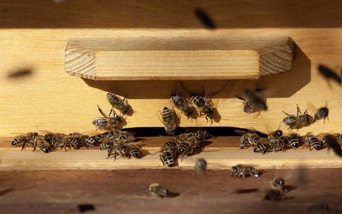 養(yǎng)蜂技術(shù)有哪些?掌握這10種養(yǎng)蜂技術(shù),養(yǎng)蜂時(shí)方能做到得心應(yīng)手! 養(yǎng)蜂