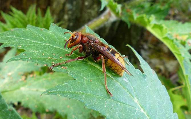 怎么判斷蜂針在不在?蜜蜂有脫落的內臟,而馬蜂一般找不到毒針! 馬蜂