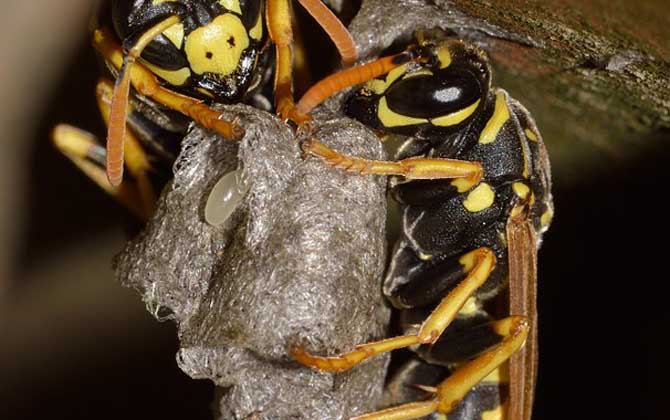 馬蜂在窗戶角筑巢咋辦?要視情況而定,若威脅到安全要及時搗毀! 馬蜂