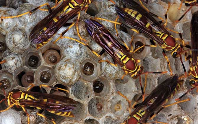 馬蜂在窗戶角筑巢咋辦?要視情況而定,若威脅到安全要及時搗毀! 馬蜂