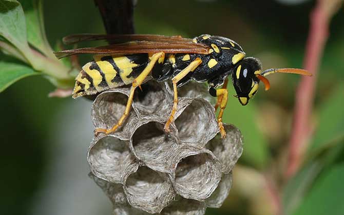 馬蜂在窗戶角筑巢咋辦?要視情況而定,若威脅到安全要及時搗毀! 馬蜂