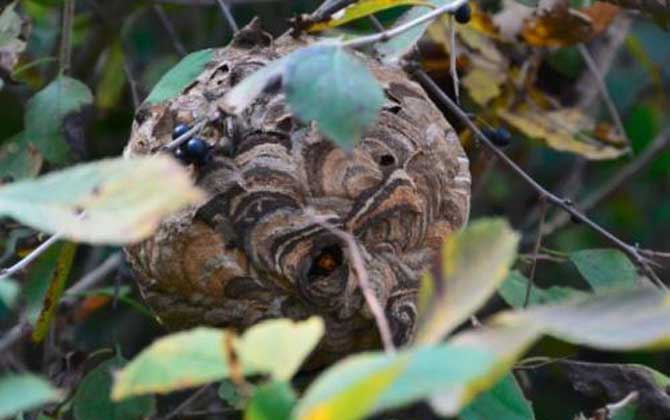 毒蜂種類及圖片大全,切勿招惹這些毒蜂,否則讓你“刻骨銘心”! 黑紋胡蜂