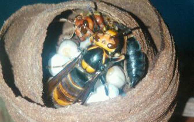 世界上十大最厲害的蜂,它們令人聞風喪膽,第一名已殺死上千人! 七里游胡蜂