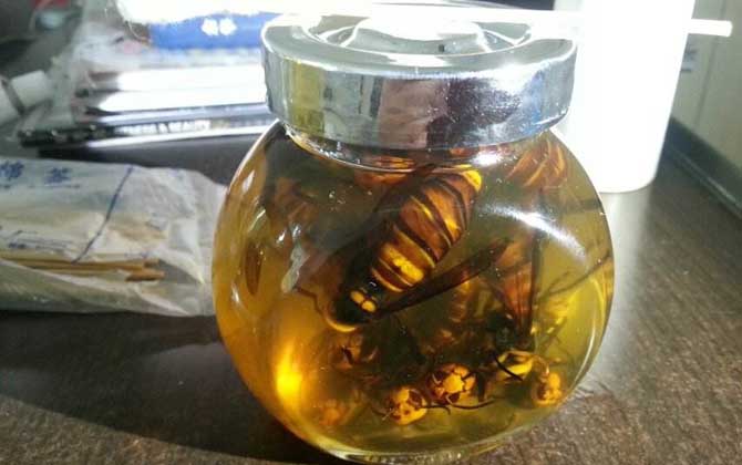 虎頭蜂酒多少錢一斤?一般都不便宜,最普通的都要40~50元一斤! 虎頭蜂酒