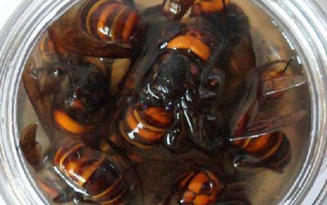 虎頭蜂酒多少錢一斤?一般都不便宜,最普通的都要40~50元一斤! 虎頭蜂酒