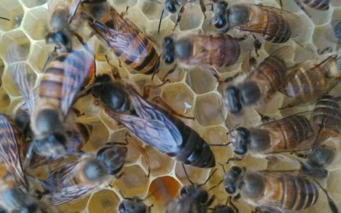 中蜂介王最快方法,有兩種,直接介王速度快,間接介王更安全! 蜂王