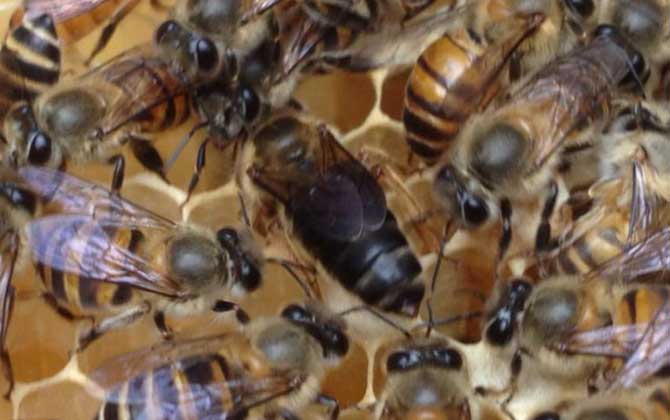 中蜂介王最快方法,有兩種,直接介王速度快,間接介王更安全! 蜂王