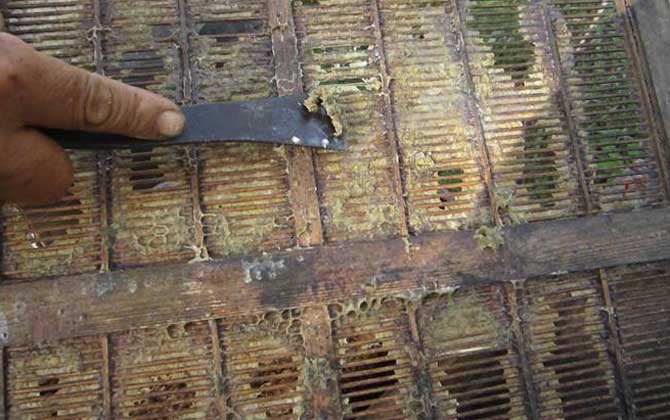 蜂膠在蜂巢里的圖片及位置,覆蓋和覆布上最多,箱體內(nèi)壁也有! 蜂膠