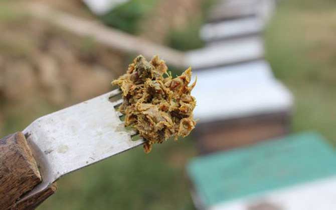 蜂膠在蜂巢里的圖片及位置,覆蓋和覆布上最多,箱體內(nèi)壁也有! 蜂膠