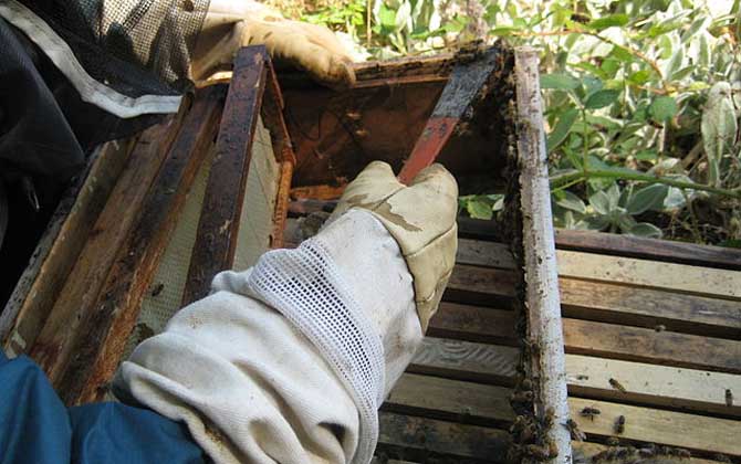 蜂膠在蜂巢里的圖片及位置,覆蓋和覆布上最多,箱體內(nèi)壁也有! 蜂膠