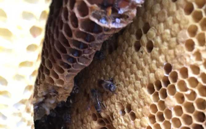 蜂巢哪4類人不能吃,這4類人不能吃蜂巢,否則反而有害無(wú)益! 蜂巢