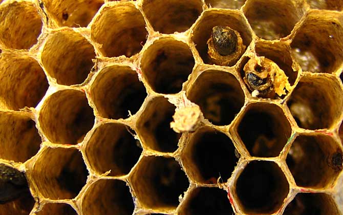 長期吃蜂巢的危害有哪些?容易發(fā)生過敏,還容易引起消化不良! 蜂巢