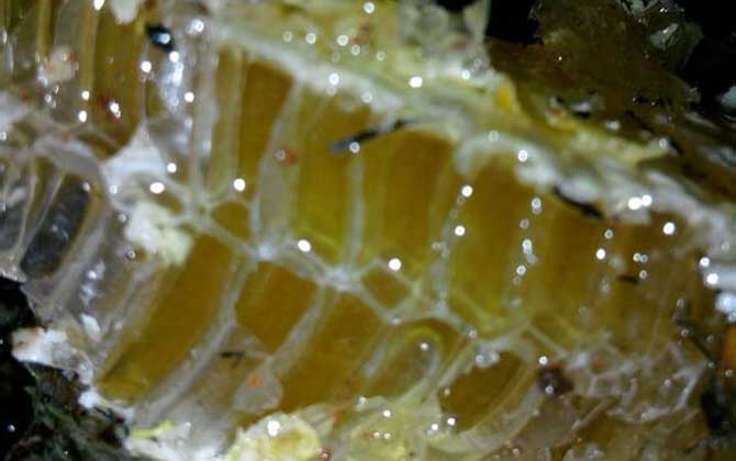 長期吃蜂巢的危害有哪些?容易發(fā)生過敏,還容易引起消化不良! 蜂巢