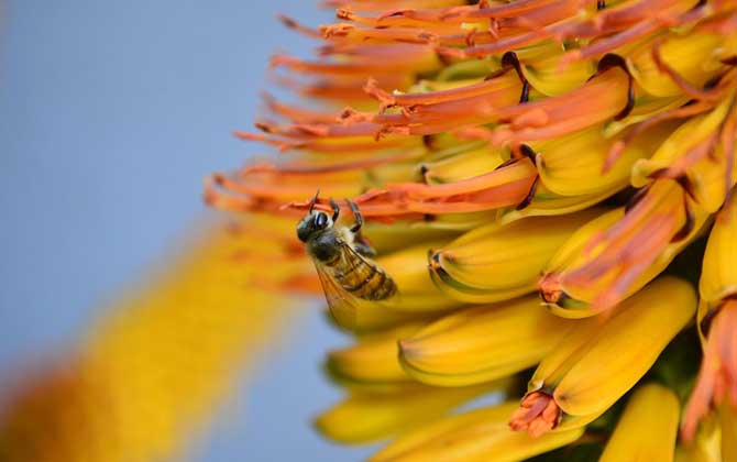蜂毒能治療腰間盤突出嗎?有一定的效果,但效果可能并不明顯! 蜂毒